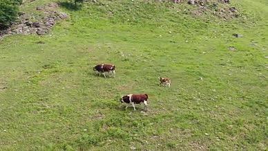 4K草原上的牛群视频的预览图